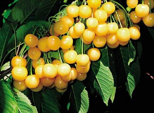 Желтый урожай черешневого дерева