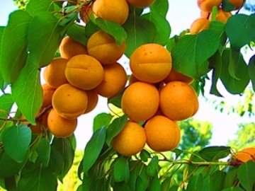 Солнечные абрикосовые плоды