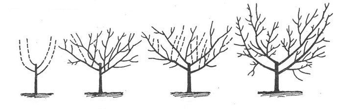 Схема формирования персиковой кроны