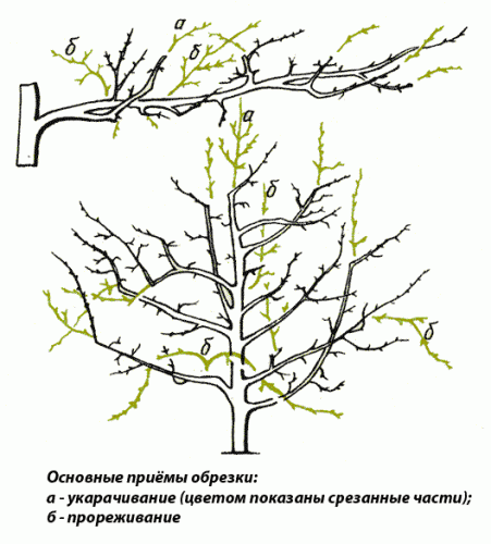 Схема формовки яблоневого дерева