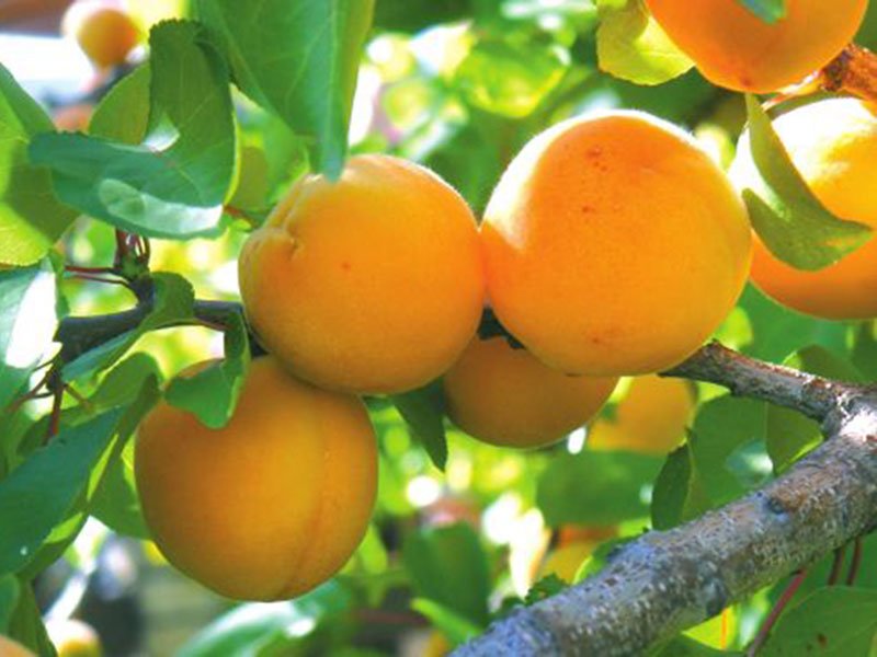 солнечные сладкие абрикосовые плоды