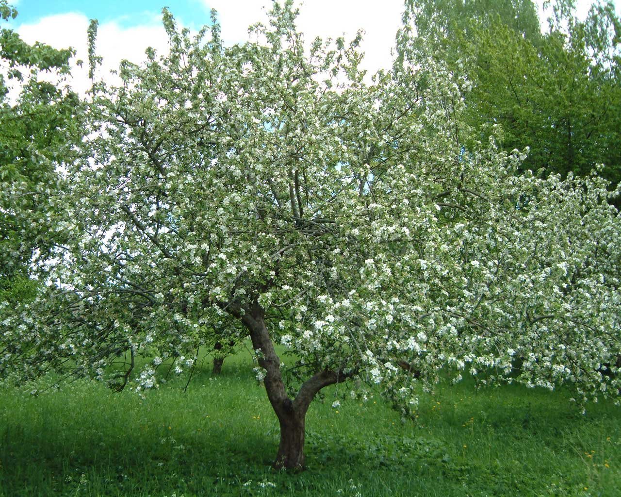 Цветущее хорошо сформированное яблоневое дерево